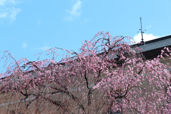 3338-13.3.21一重紅枝垂れ桜　上部の桜と旧本館屋根部.jpg